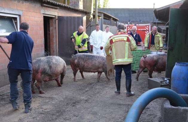 Varkens Tielrode 06 05 16